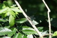 Gomphus vulgatissimus