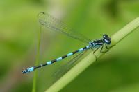Coenagrion mercuriale