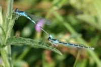 Coenagrion scitulum