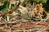 Gomphus pulchellus