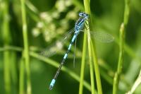 Coenagrion scitulum