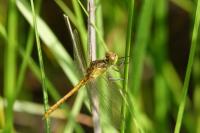 Sympetrum meridionale