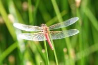 Sympetrum fonscolombii