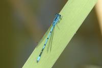 Coenagrion puella