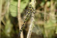 Cordulegaster boltonii