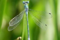 Lestes dryas