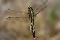 Orthetrum albistylum