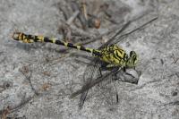 Onychogomphus forcipatus