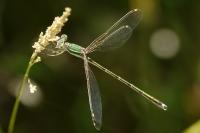 Lestes barbarus