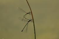 Chalcolestes viridis