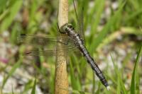 Orthetrum albistylum