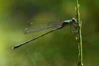 Chalcolestes viridis