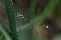 Lestes virens