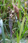 Aeshna cyanea
