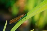 Calopteryx splendens