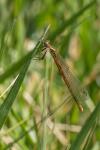 Pyrrhosoma nymphula