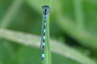 Coenagrion mercuriale