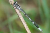 Enallagma cyathigerum