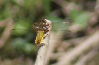 Libellula depressa