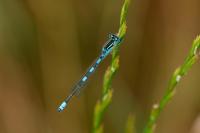 Coenagrion scitulum
