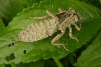 Gomphus vulgatissimus