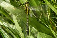 Gomphus vulgatissimus