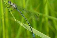Coenagrion puella