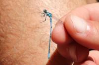 Coenagrion puella