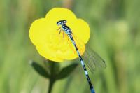 Coenagrion mercuriale
