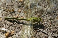 Gomphus pulchellus