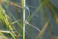 Enallagma cyathigerum