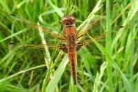 Libellula fulva