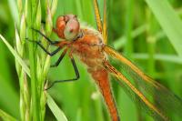 Libellula fulva