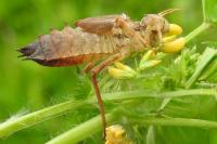 Epitheca bimaculata
