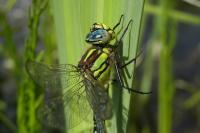 Brachytron pratense