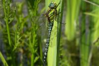 Brachytron pratense