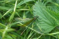 Calopteryx virgo