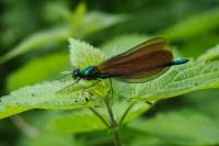 Calopteryx virgo
