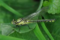 Gomphus vulgatissimus