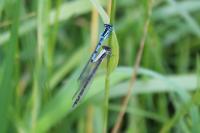 Enallagma cyathigerum