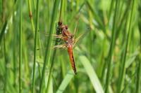 Libellula fulva