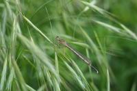 Platycnemis pennipes