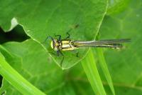 Gomphus vulgatissimus