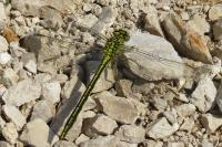 Gomphus pulchellus