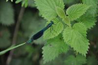 Calopteryx splendens