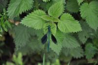 Calopteryx splendens