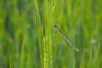 Platycnemis pennipes