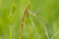 Lestes barbarus