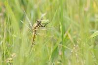 Orthetrum cancellatum