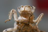 Orthetrum cancellatum